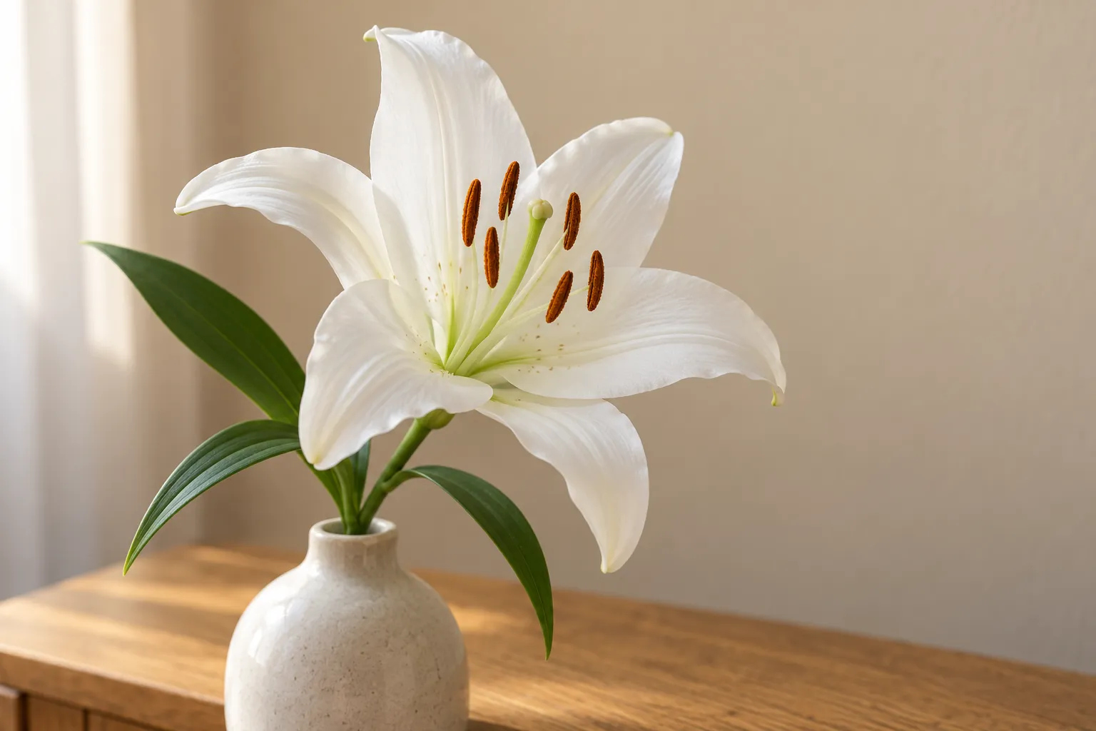 白色百合花的花瓣与棕橙色花药近景,画面中没有猫